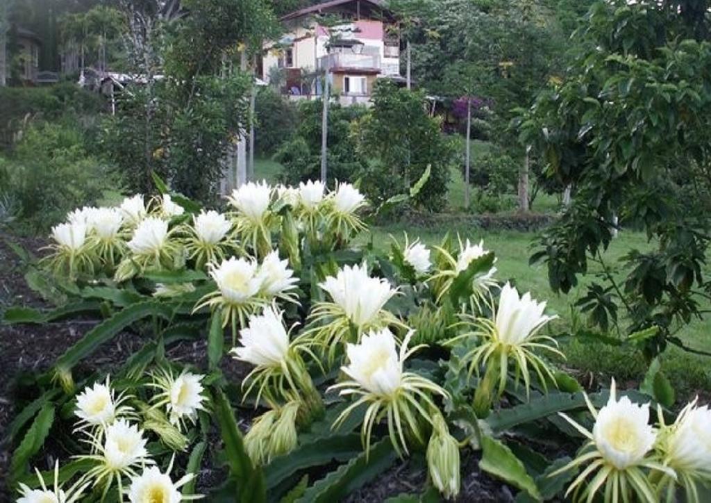Guest house Banyan Tree Sanctuary Kalaoa