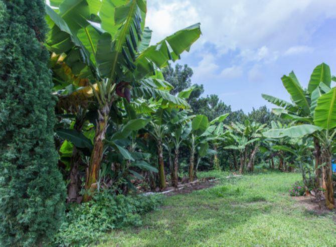 Guest house Banyan Tree Sanctuary 3*
